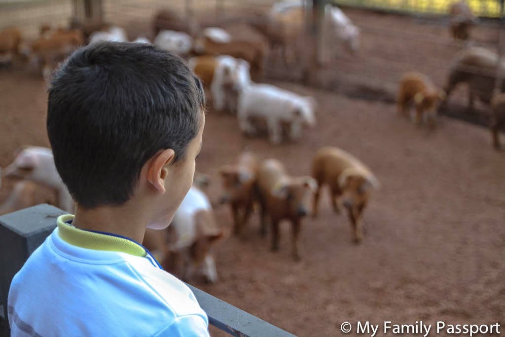 Es un parque de ocio educativo para públicos de todas las edades que está situado en el municipio de viladecavalls, en la provincia de barcelona . Granjas Con Animales Para Ninos Cerca De Barcelona My Family Passport