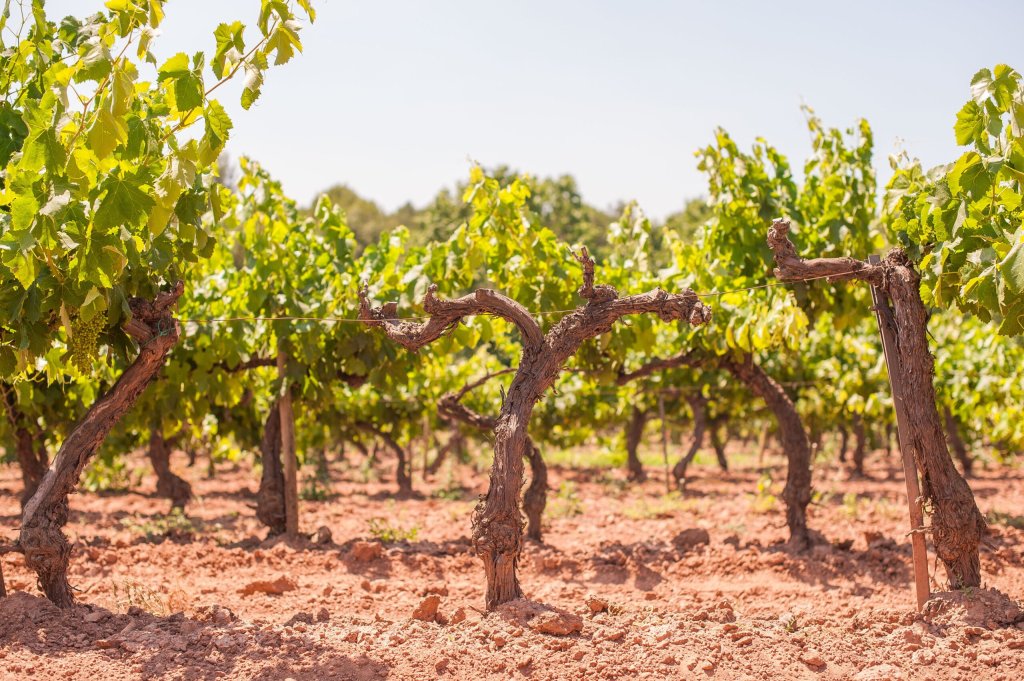 49+ Barcelona Cava&nbsp;Tour