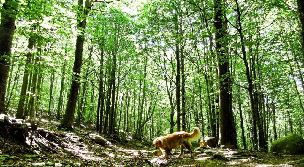 Exploring Excursion Perros&nbsp;Barcelona